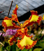 Орхидея Psychopsis papilio peloric