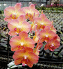 Орхидея Phal.Chialin Rainbon 2.5'