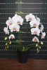 Орхидея P. Miki Smile
