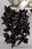 Орхидея fredclarkeara After Dark 'SVO Black Pearl