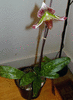 Paphiopedilum maudiae coloratum