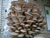 Мицелий грибов вешенка и шампиньона и готовые блоки