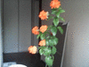 цветок комнатный - Кроссандра 