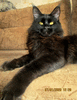 Шикарный черный котенок мейн-кун, 2,5 мес от Евро Чемпионов