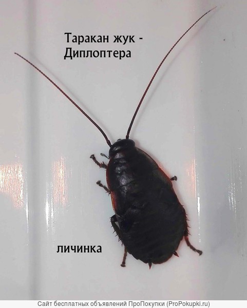 Кормовой таракан жук - Диплоптера 2,5см