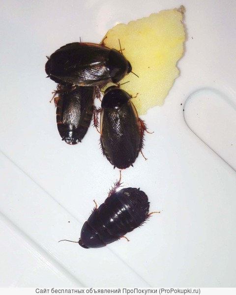 Кормовой суринамский таракан
