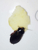 Кормовой суринамский таракан