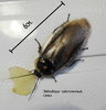 Гигантский таракан Эвблаберус трёхточечный 6см