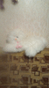 Большая мягкая игрушка белая кошка