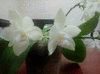Орхидея Phal. Chang Maw Jade 'Eddy' x Phal. tetraspis v.al