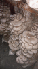 грибные блоки