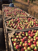 Яблоки из ростовских садов