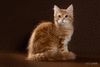 Рыжий мраморный сибирский котенок-котик
