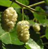 Плодовые деревья и плодовые крупномеры (большемеры) взрослые деревья