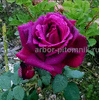 Саженцы кустовых роз из питомника,в большом ассортименте