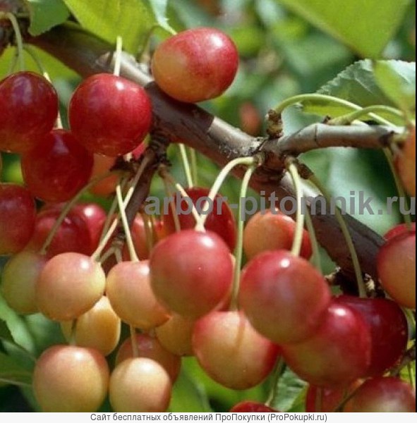 Плодовые деревья и плодовые крупномеры (большемеры) взрослые деревья