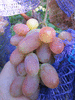 Саженцы и черенки винограда почтой