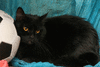 Шёлковый ласковый котик