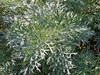 Полынь Древовидная (Artemisia abrotanum, Божье Дерево) от 20 до 60 см
