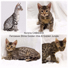 Леопардовые котята - Саванна