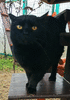 Угольно-черный блестящий кот с яркими желтыми глазами