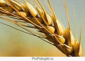 Семена озимой пшеницы Веха, Гром, Гурт, Сила, Степь, Таня и др