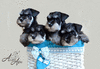 Высокопородные щенки цвергшнауцера черного с серебром окраса