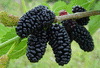 Шелковица черная - саженцы 