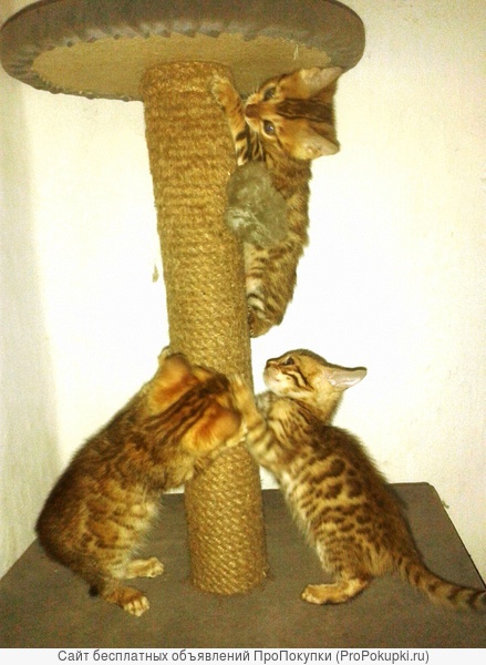 домашние леопардики - котята бенгалы
