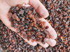 Изюм коричневый Афганистан оптом