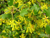 Смородина Золотистая (Ribes aureum) от 20 до 60 см