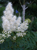 Спирея Рябинолистная (Sorbaria sorbifolia) от 20 до 60 см