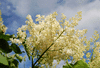 Сирень Амурская (Syringa amurensis, Трескун Амурский) от 20 до 60 см