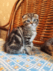 Котенок девочка Юззи окрас шоколадный мраморный