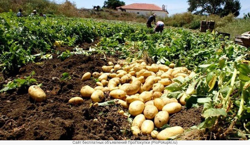 Продаем картофель оптом в Краснодарском крае.урожай 2020 года