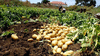 Продаем картофель оптом в Краснодарском крае.урожай 2020 года