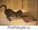 Когтедралки для кошек в Волгограде