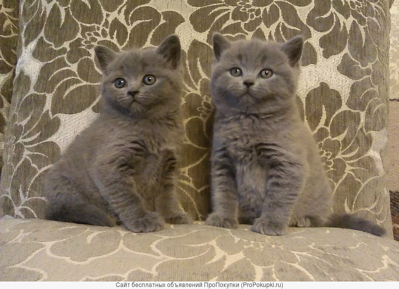 Крупные шотландские плюшевые котята