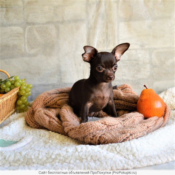 продаётся шоколадного окраса щенок чихуахуа