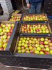 Предлагаем белорусское яблоко от производителя