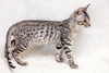 Саванна - котенок редчайшей породы