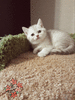 Эллис красивый британский котенок окрас шиншиллы