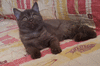 Шикарный котенок шоколадный мраморный на серебре