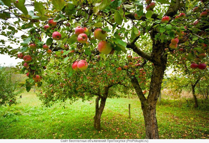 Саженцы яблони от производителя