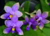 Орхидея Phal.yaphon the hulk (p.yangyang new star violace )